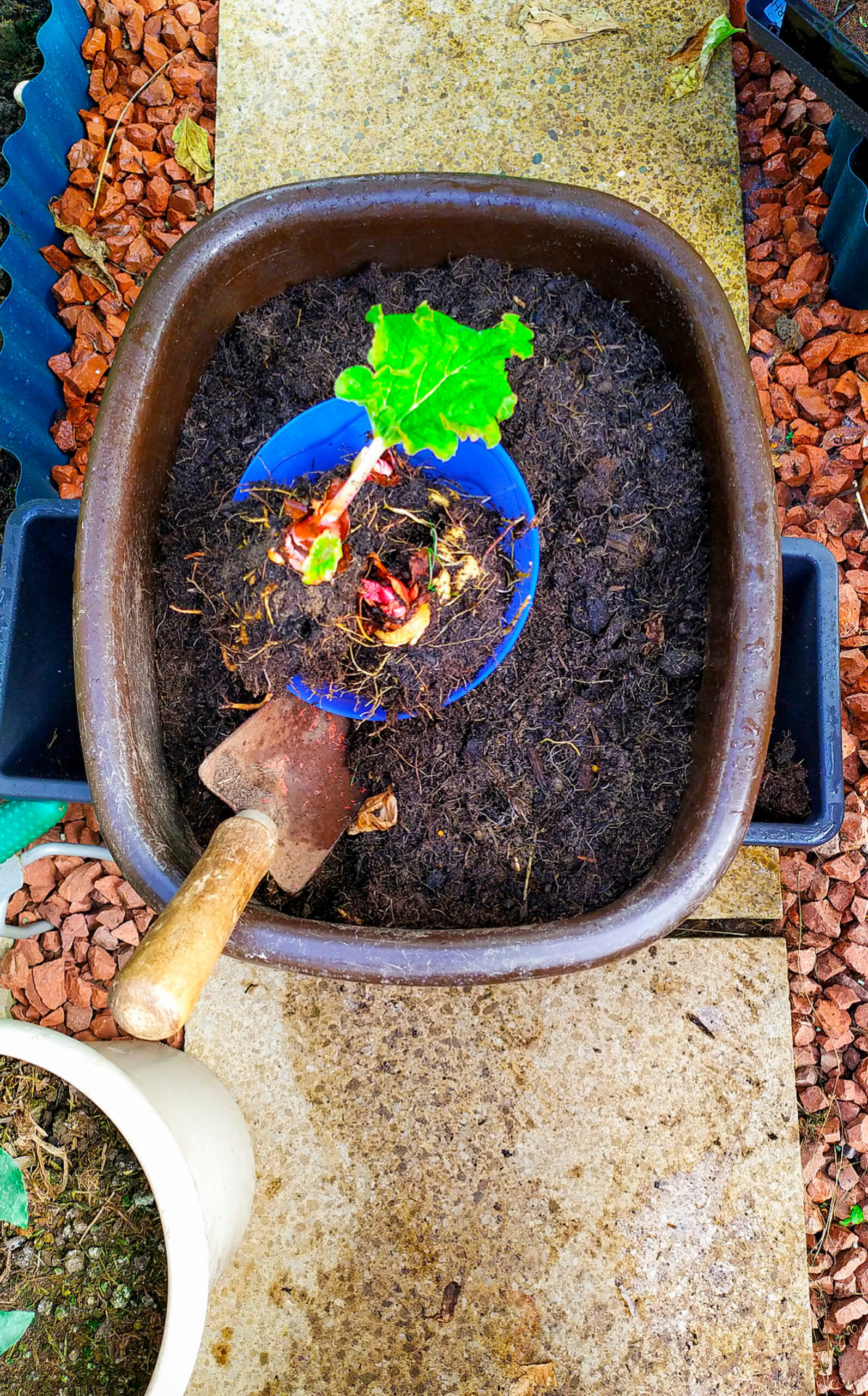 Apartment Homesteading